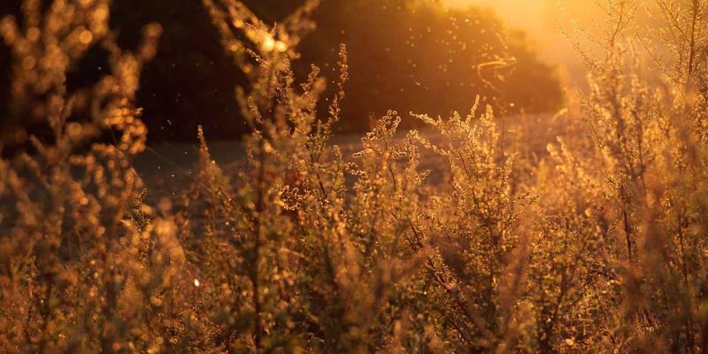 福纳瓦旅行预算智能管理实战：汇率追踪、消费分类与超额预警全攻略