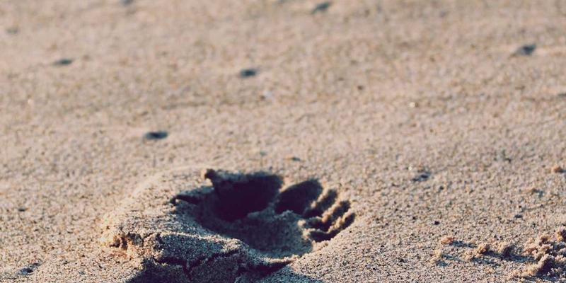 解锁真实旅行体验：如何利用福纳瓦社区用户游记优化你的目的地推荐与行程规划